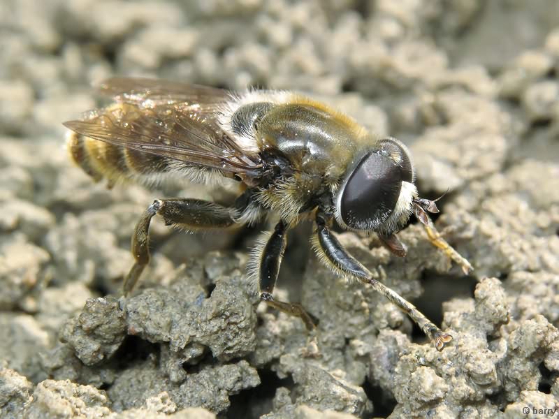 Merodon constans (Rossi, 1794)